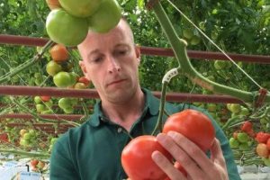 Sundrop Farms head grower Adrian Simkins says the tomato project is a world-first