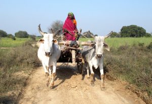 620_main_woman-farmer-kalli-in-banda-copy