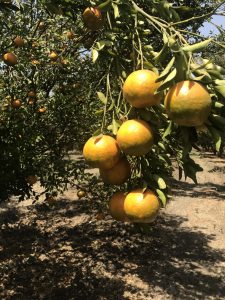 Orange Orchard in Kanad, Madhya Pradesh Photo: ANN/Brajesh Rajput