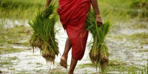 India  to celebrate 15th October every year as a Women Farmers Day