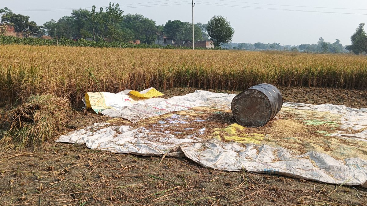 Paddy Harvesting in a village in Bulandshahr. Photo: Nirmesh Singh