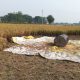Paddy Harvesting in a village in Bulandshahr. Photo: Nirmesh Singh