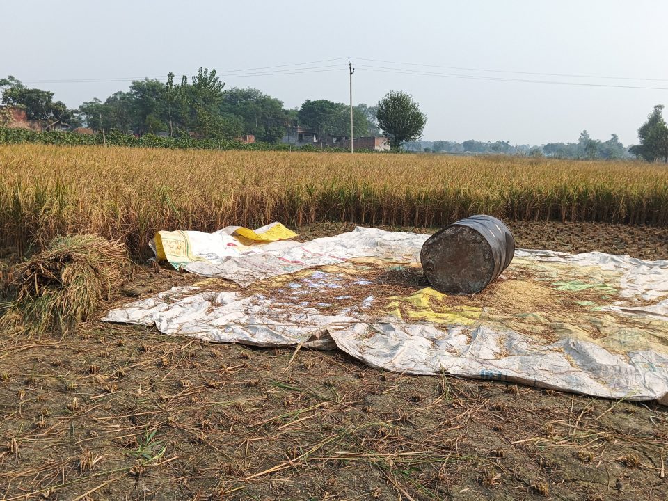 Paddy Harvesting in a village in Bulandshahr. Photo: Nirmesh Singh